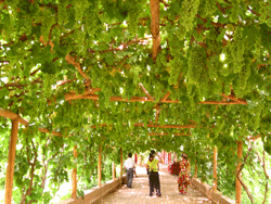 Grape valley in Turpan